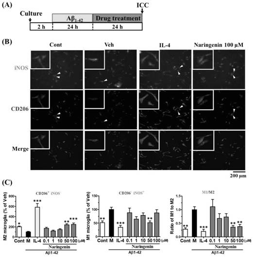Application of naringenin in preparation of accelerant for promoting polarization of M1 microglial cells to M2