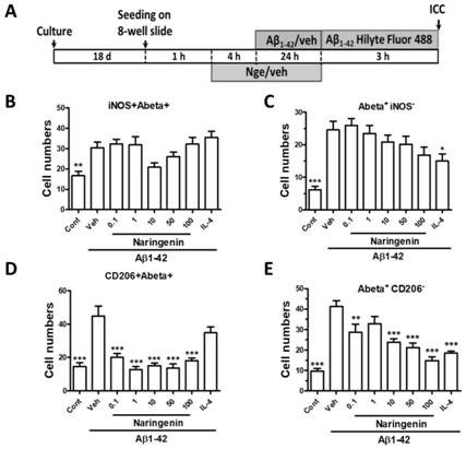 Application of naringenin in preparation of accelerant for promoting polarization of M1 microglial cells to M2