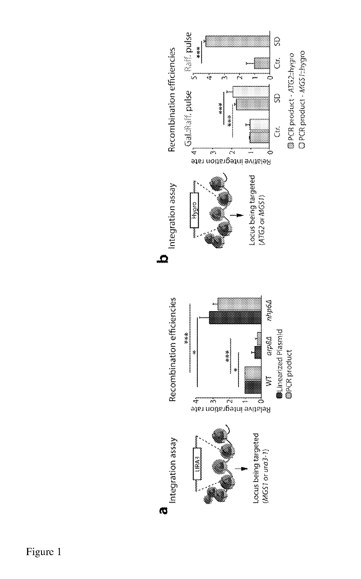 Methods for increasing the frequency of gene targeting by chromatin modification