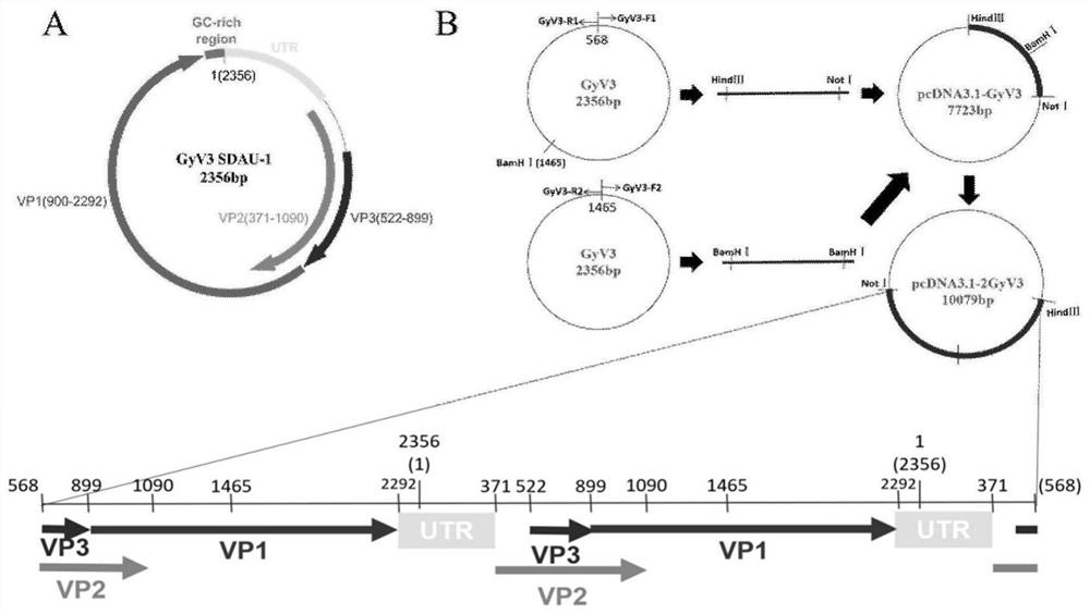 Circovirus 3 type double-copy full-length gene infectious clone plasmid as well as construction method and application thereof