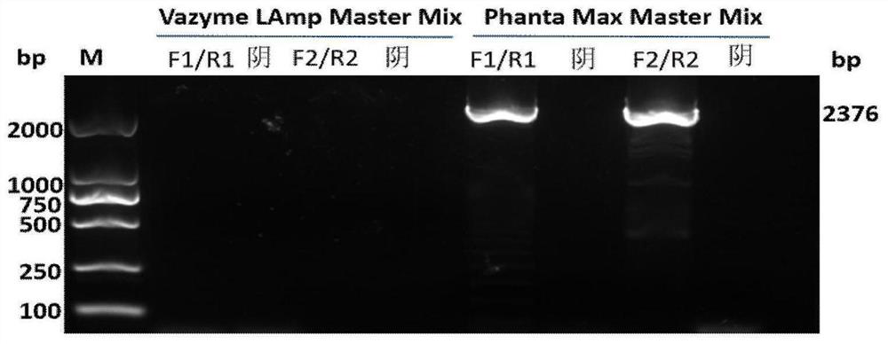 Circovirus 3 type double-copy full-length gene infectious clone plasmid as well as construction method and application thereof
