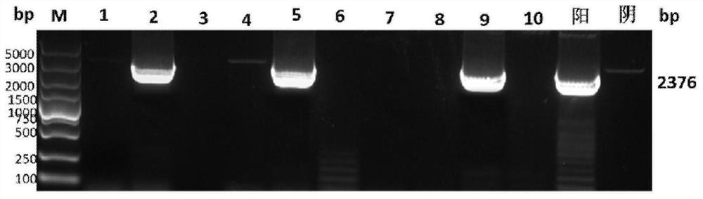 Circovirus 3 type double-copy full-length gene infectious clone plasmid as well as construction method and application thereof