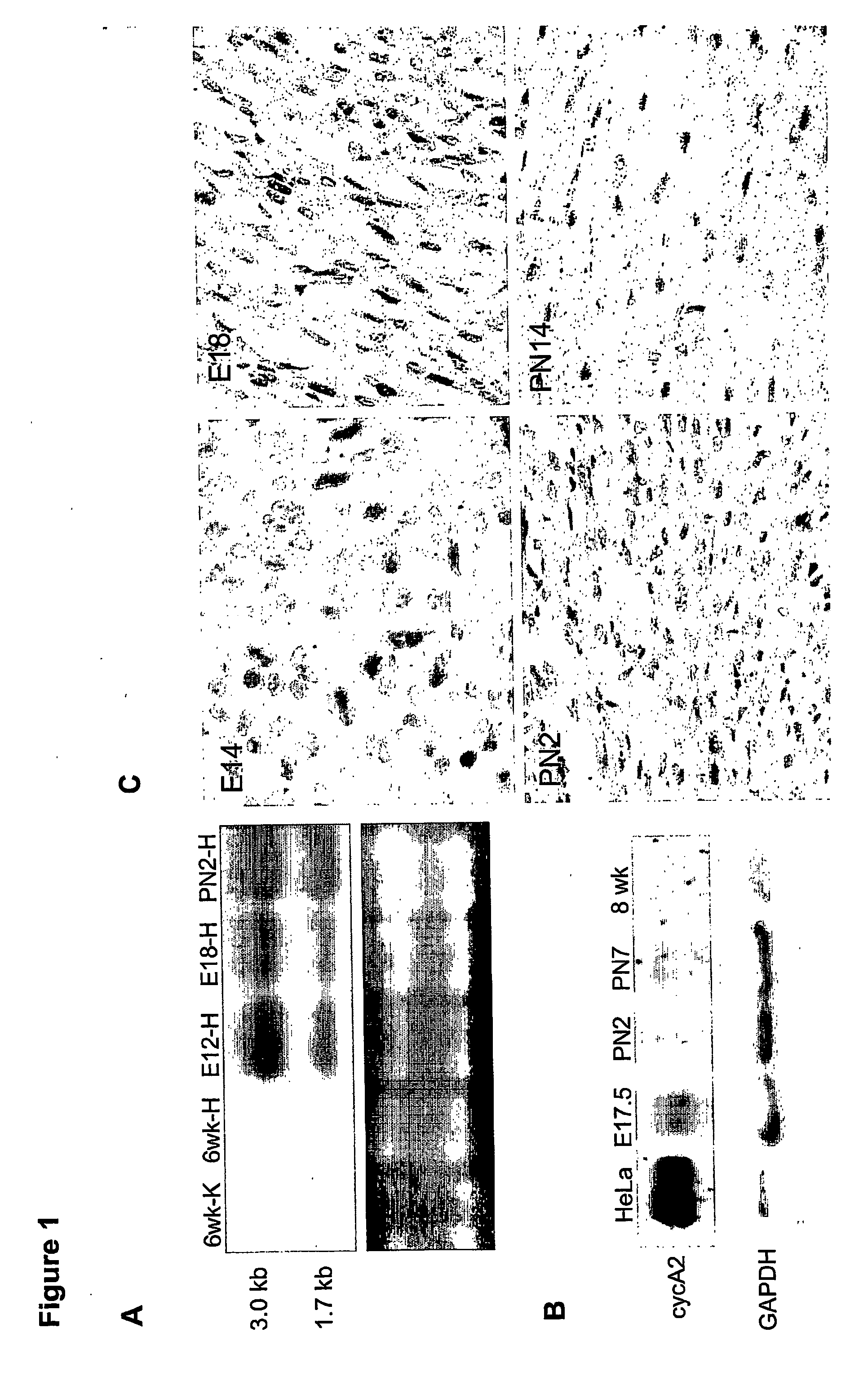 Compositions and methods for treating and preventing heart tissue degeneration, and uses thereof