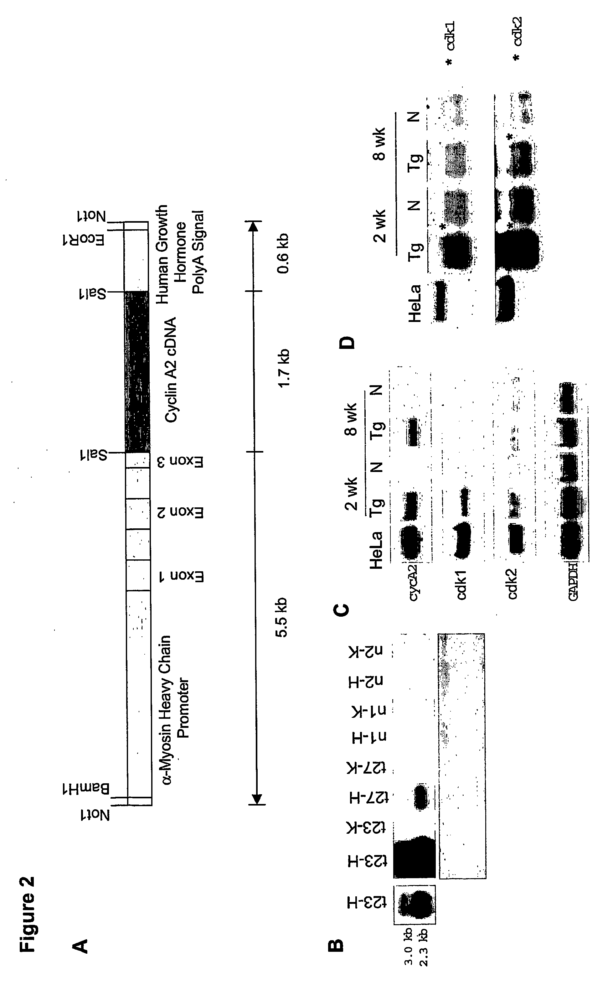 Compositions and methods for treating and preventing heart tissue degeneration, and uses thereof