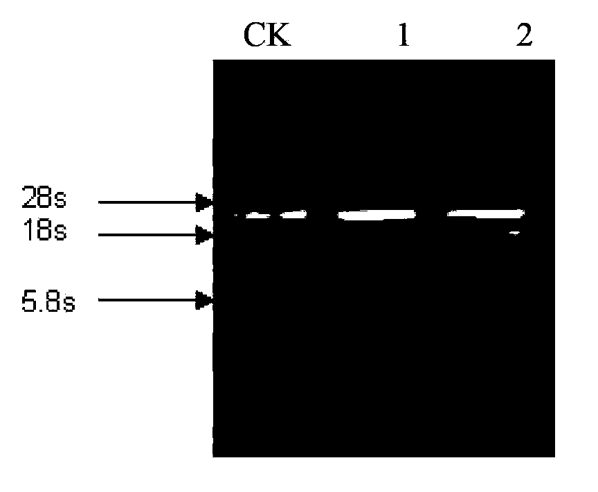 Transcription factor coming from leymus chinensis and related to low temperature resistance, and coding gene and application thereof
