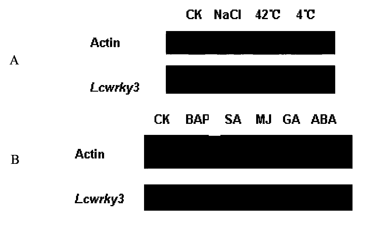 Transcription factor coming from leymus chinensis and related to low temperature resistance, and coding gene and application thereof