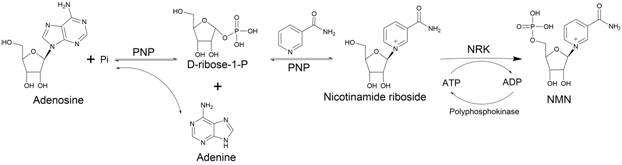 Enzymatic synthesis method of beta-nicotinamide mononucleotide
