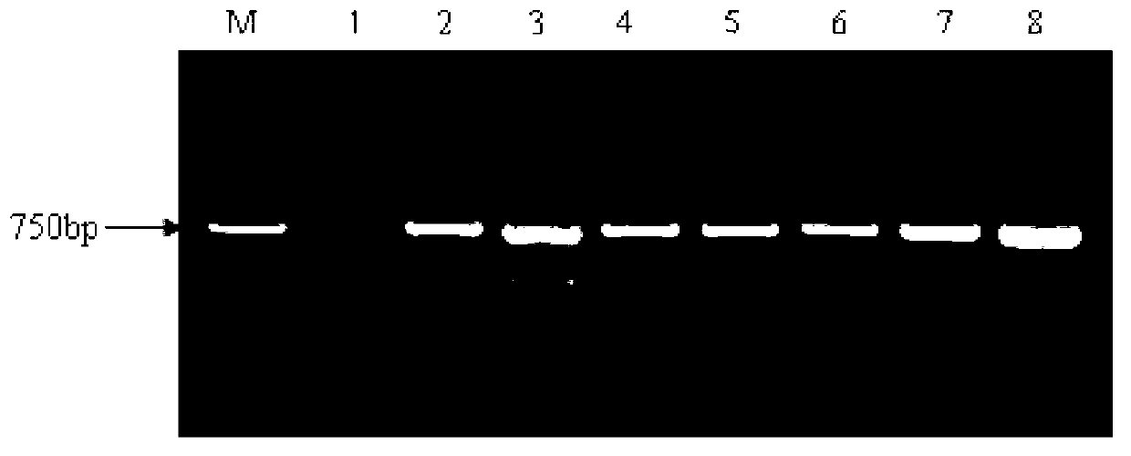Full-length cDNA (complementary Deoxyribose Nucleic Acid) of switchgrass lignin biosynthetic enzyme gene PvCCoAOMT and cloning method of full-length cDNA