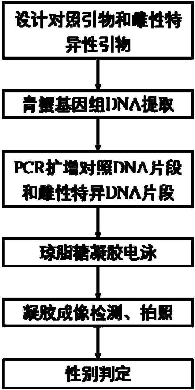 A PCR-based rapid genetic sex identification method for Scylla Paramamosain