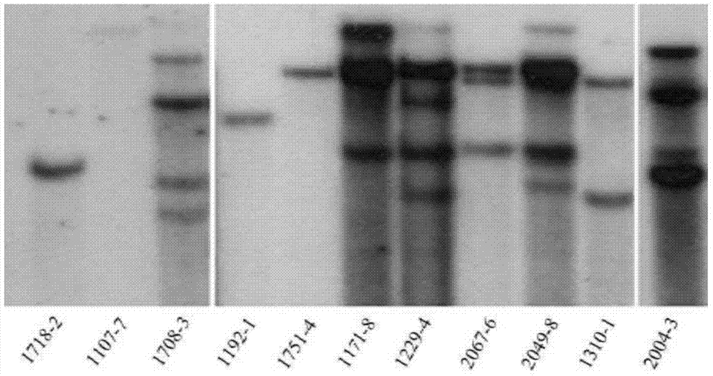 Method for identifying copy number of T-DAN tandem repeat sequences in transgenic plant through real-time fluorescence quantification PCR method