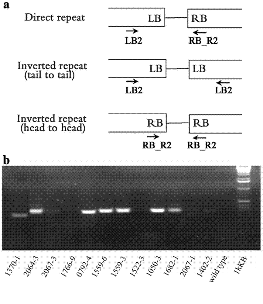 Method for identifying copy number of T-DAN tandem repeat sequences in transgenic plant through real-time fluorescence quantification PCR method