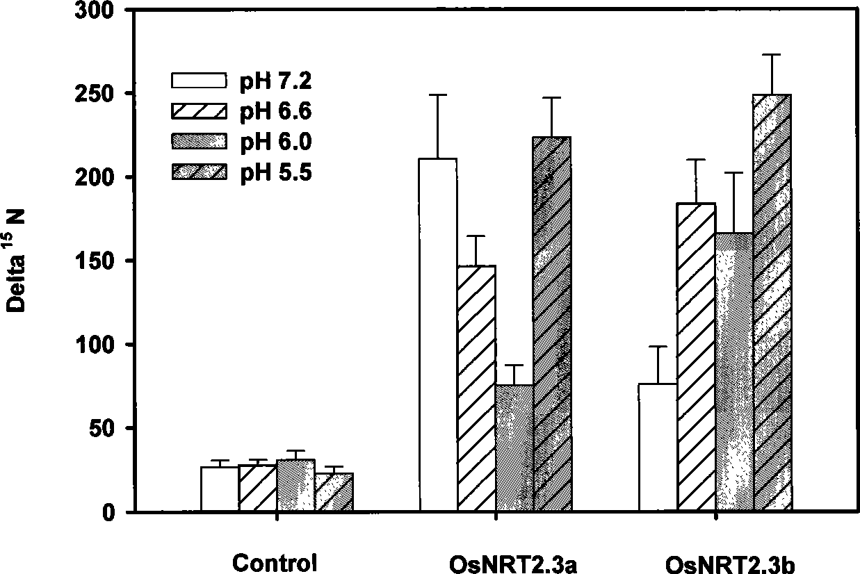Genetic engineering application of nitrate transport protein genom OsNRT2.3 in Rice
