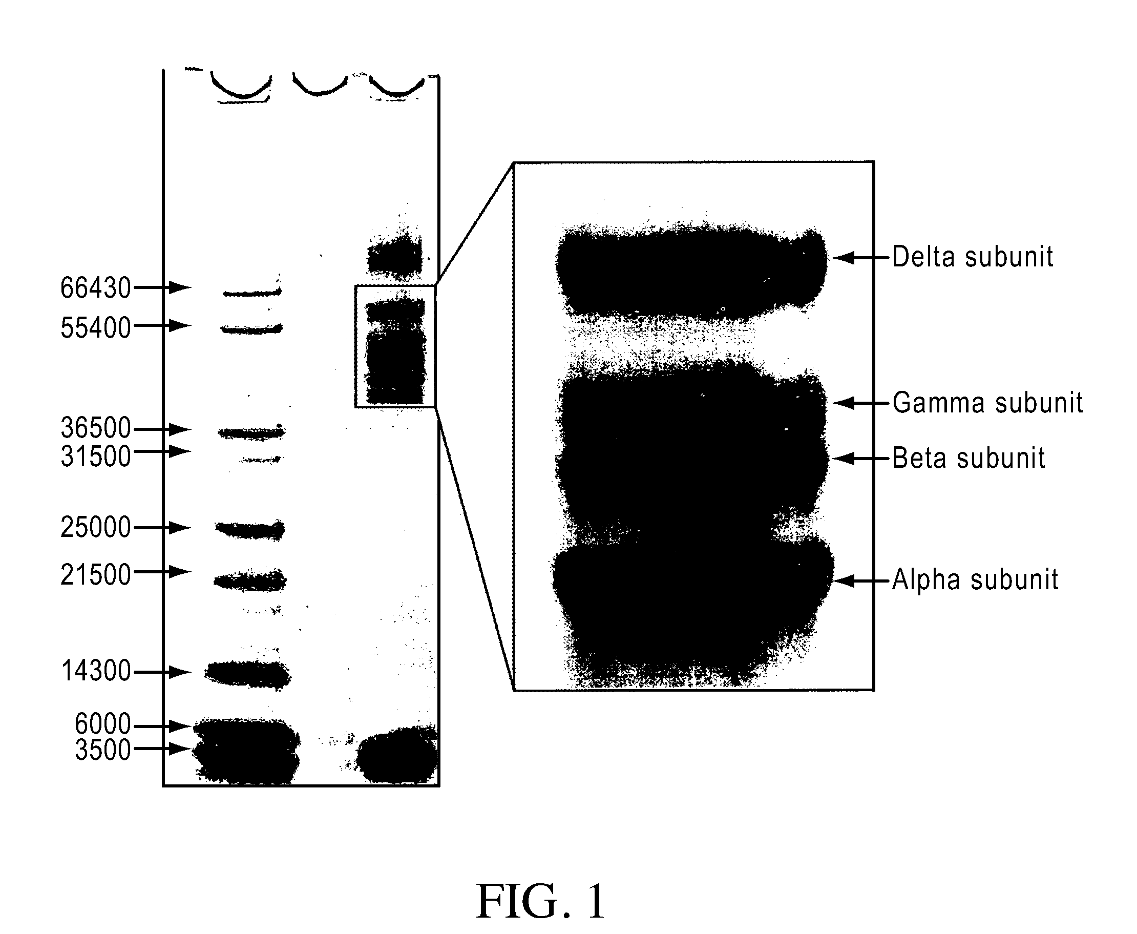 Compositions and Methods for Analyzing Biomolecules Using Mass Spectroscopy