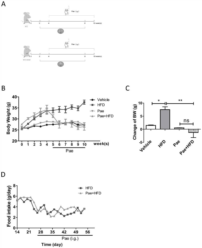 Application of paeonol in preparation of medicine for treating obesity and lipotoxic cardiomyopathy