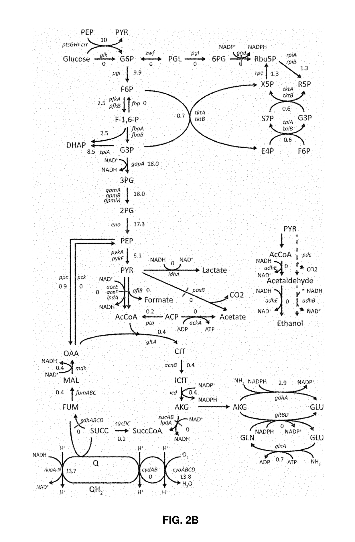 Microorganisms and methods for producing pyruvate, ethanol, and other compounds