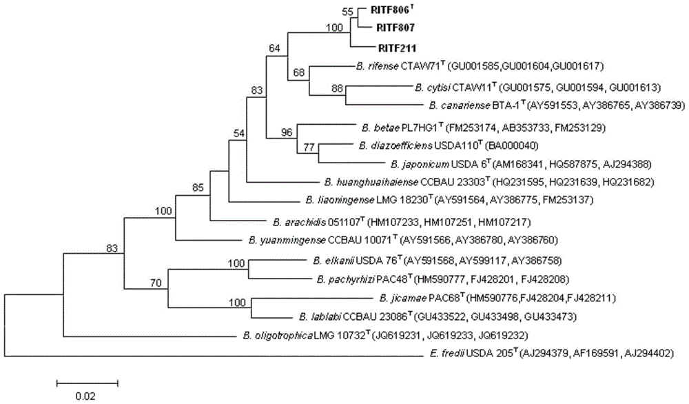 A kind of Ganzhou bradyrhizobium and its application