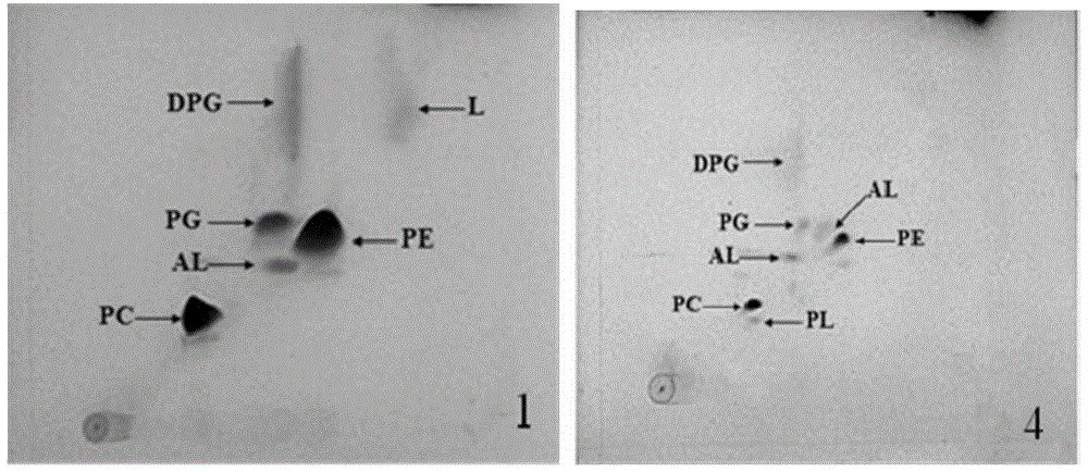 A kind of Ganzhou bradyrhizobium and its application