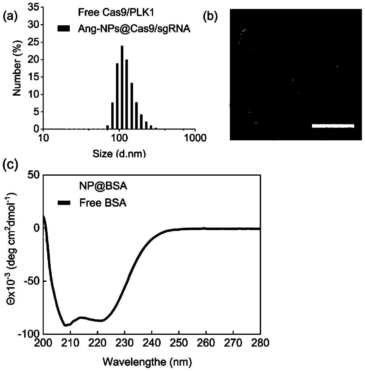 Drug carrier, brain-targeted nano drug based on CRISPR gene editing technology, and preparation method and application of drag carrier and nano drug