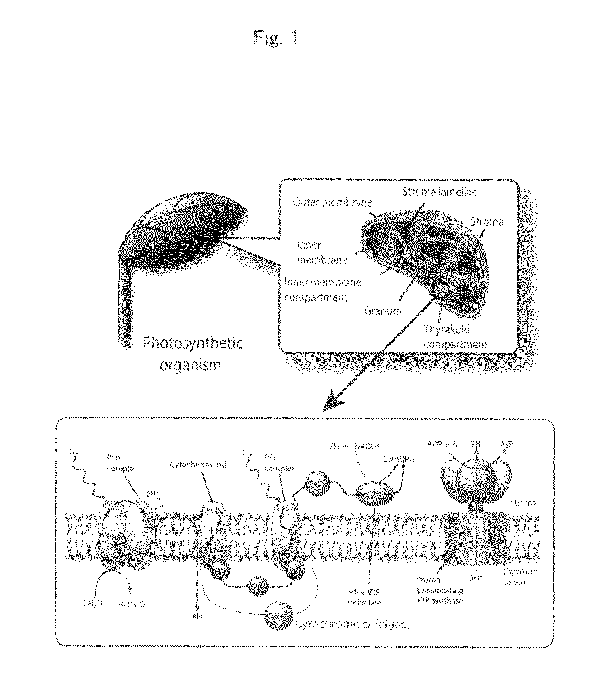 Method of constructing novel higher plant and method of promoting the growth of higher plant