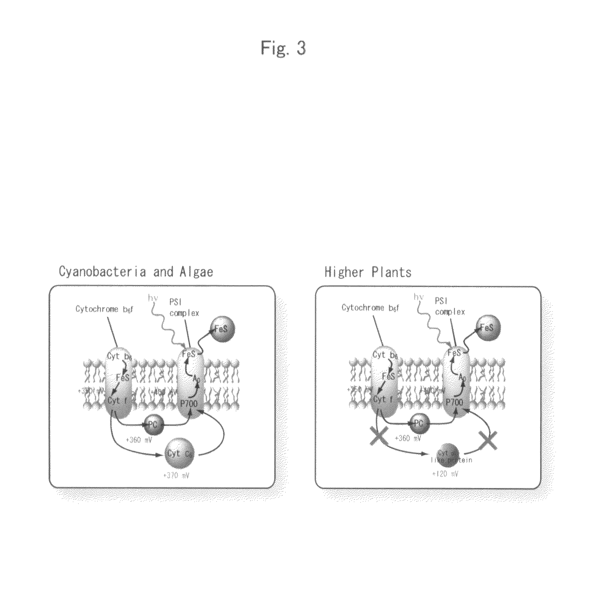 Method of constructing novel higher plant and method of promoting the growth of higher plant