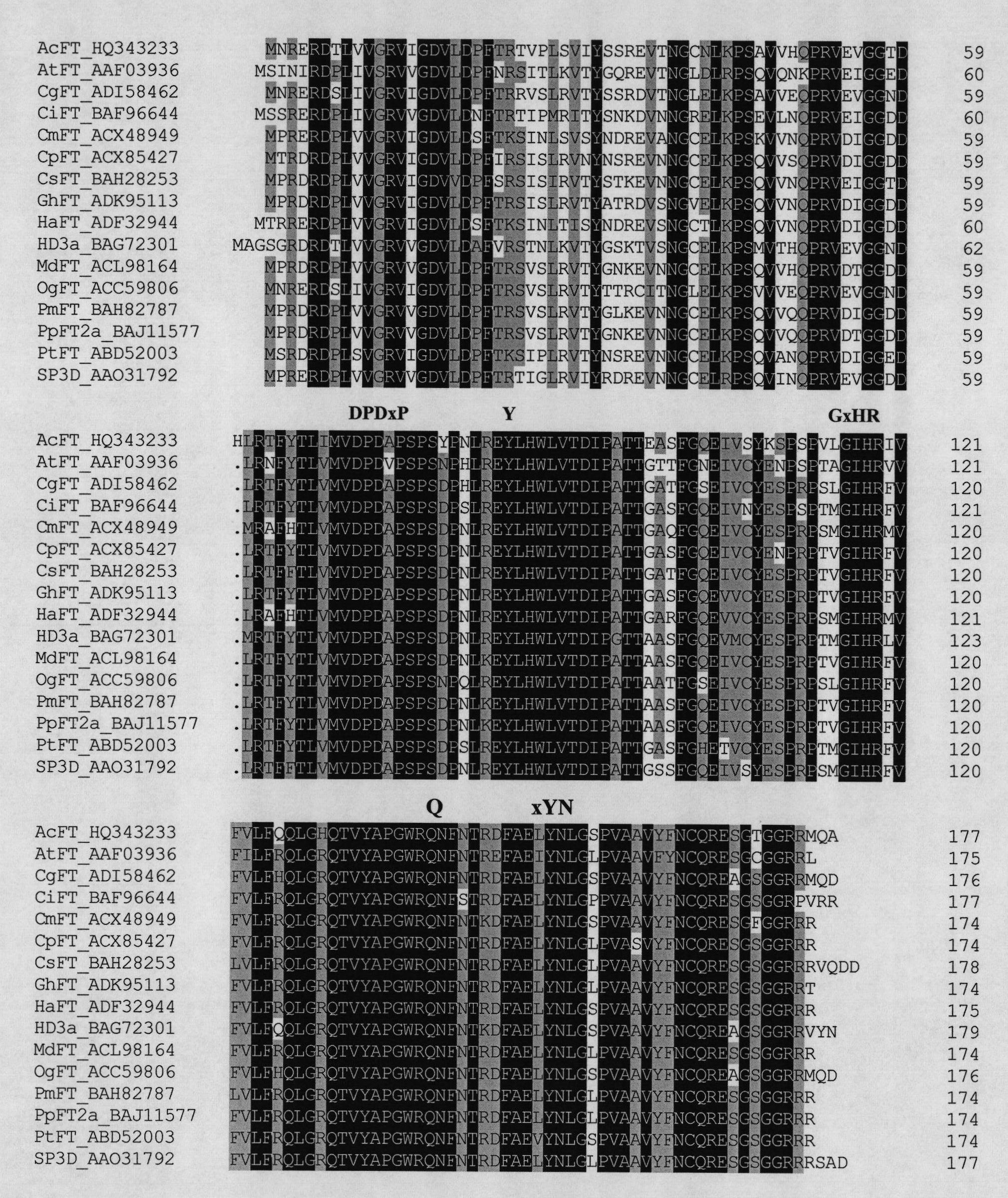 Flowering regulating gene AcFT and application thereof