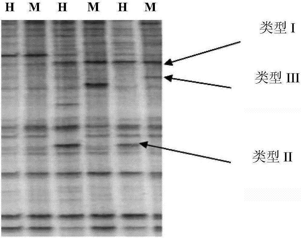 Method for screening cotton drought-resistant related genes