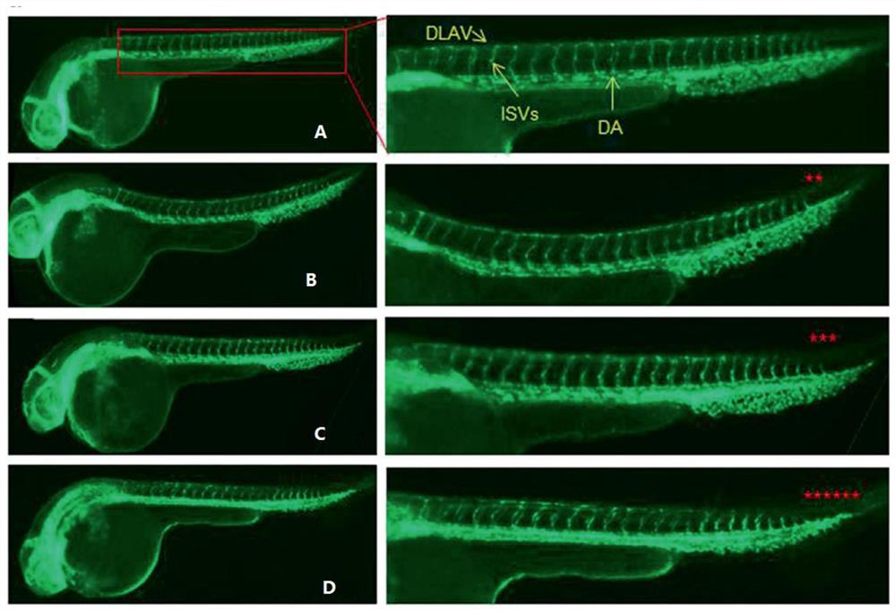 Construction Method and Application of GC-MS Fingerprint of Ferula Volatile Oil