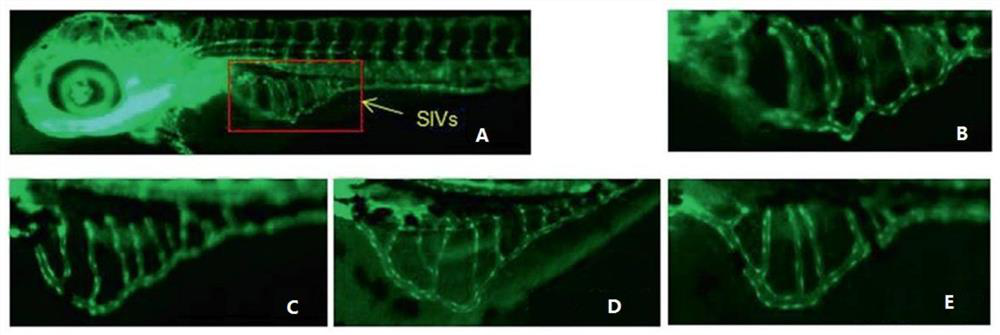 Construction Method and Application of GC-MS Fingerprint of Ferula Volatile Oil