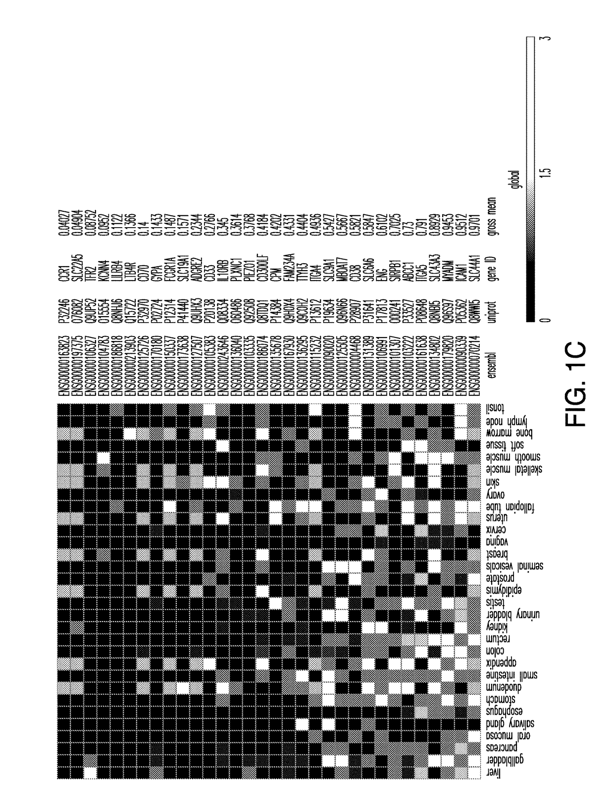Cancer antigen targets and uses thereof