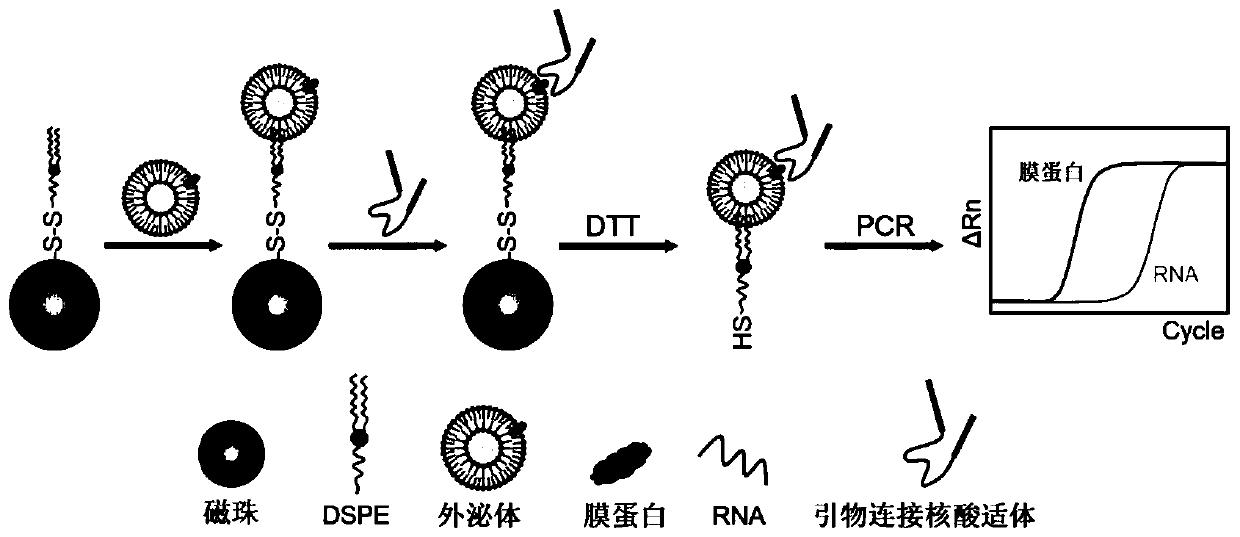 Method for jointly characterizing exosome membrane markers and RNA based on aptamer immune PCR