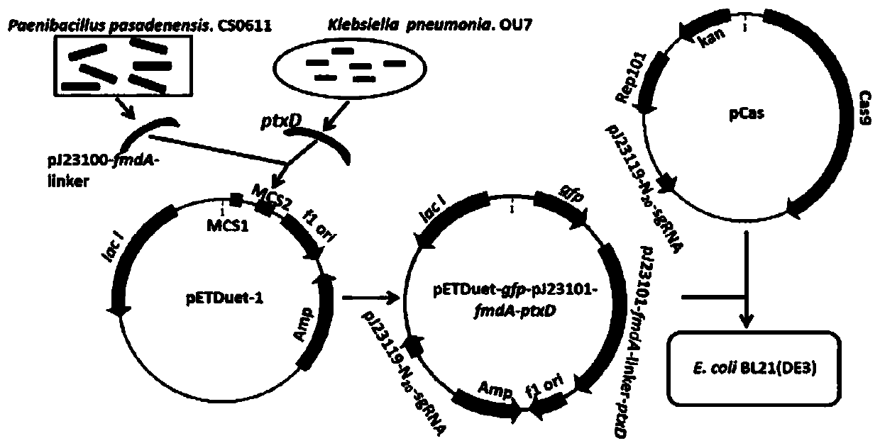 Enhanced escherichia coli capable of resisting sundry fungus pollution and bacteriophage infection, and construction method and application of enhanced escherichia coli