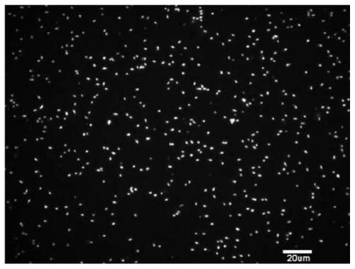 Enhanced escherichia coli capable of resisting sundry fungus pollution and bacteriophage infection, and construction method and application of enhanced escherichia coli