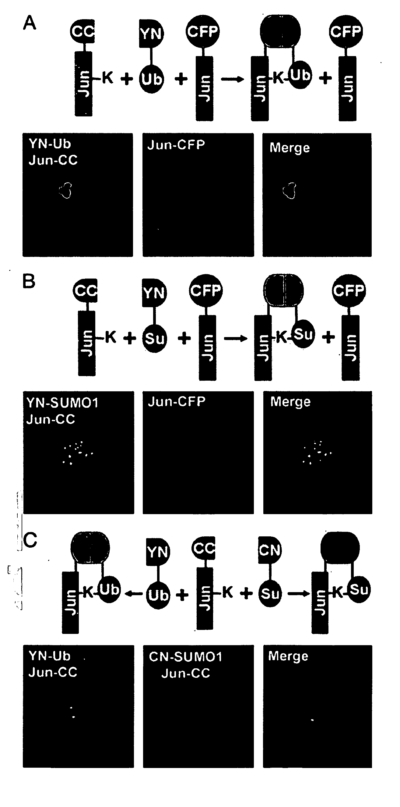 Ubiquitin mediated fluorescence complementation assay