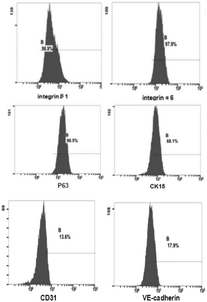 Inhibition method for induced differentiation of hair follicle stem cells into vascular endothelial cells