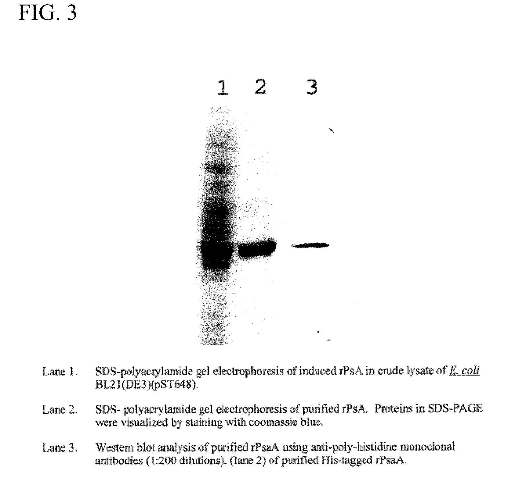 Meningococcal and Pneumococcal Conjugate Vaccine and Method of Using Same