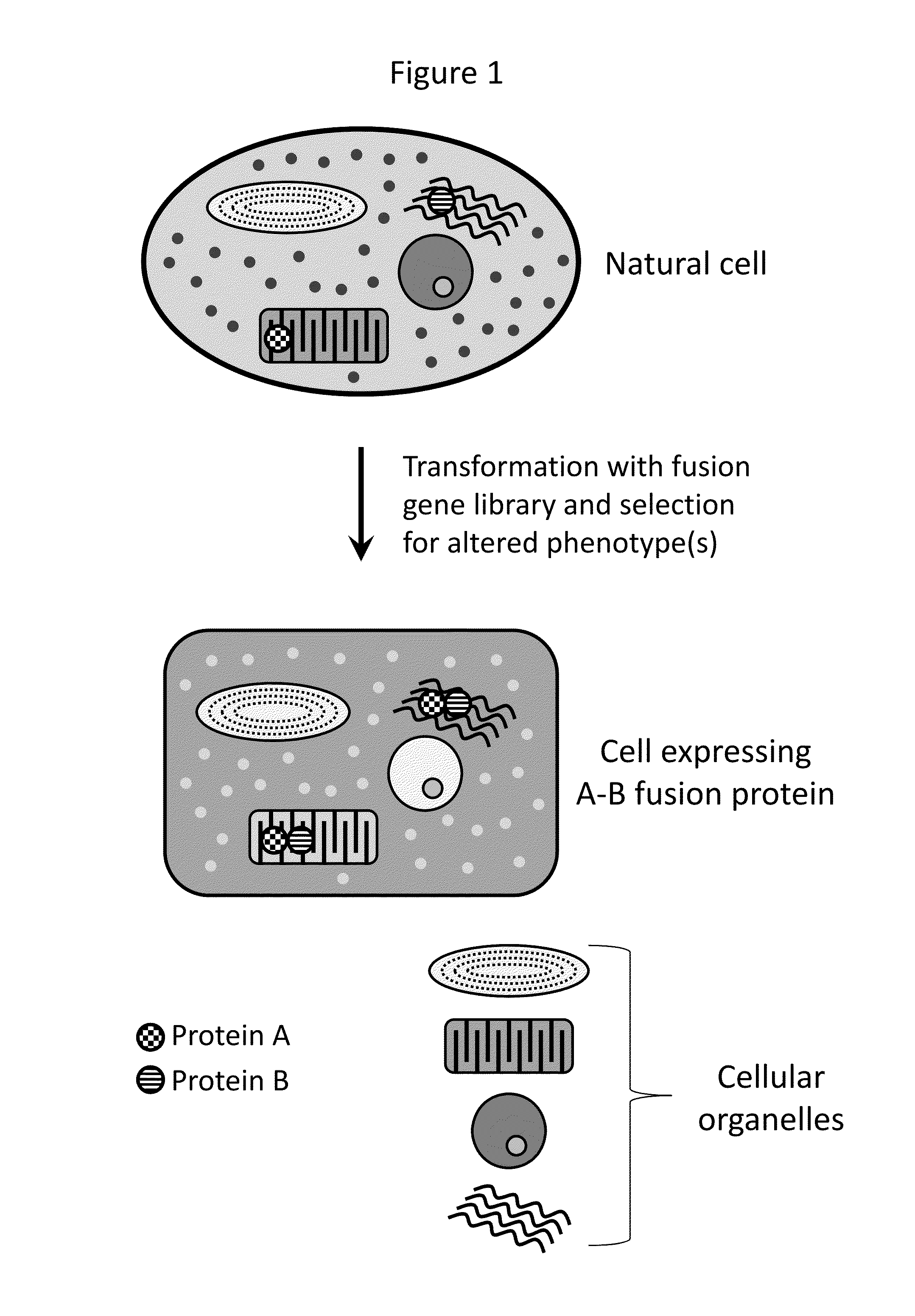 Compositions and methods for creating altered and improved cells and organisms
