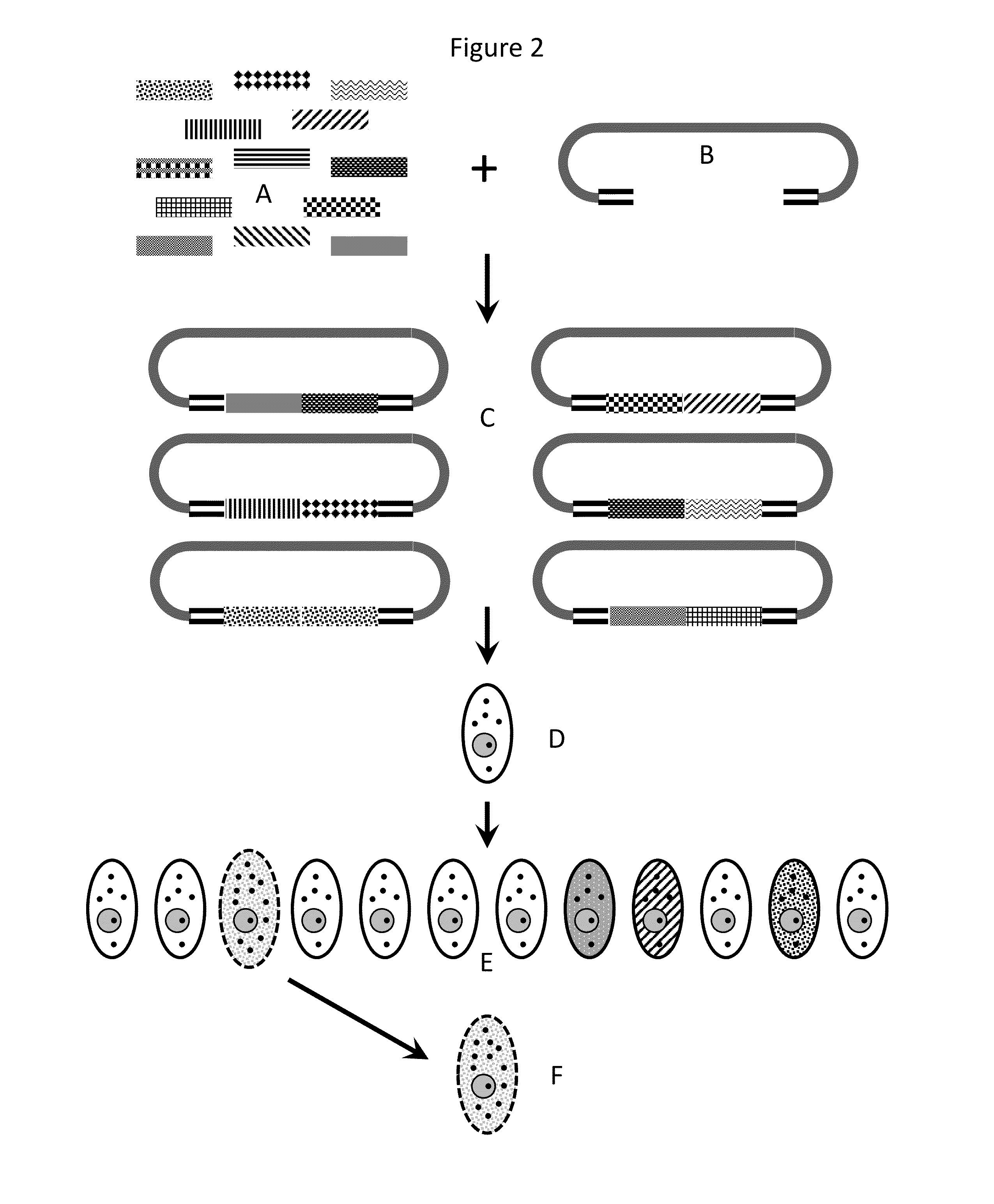 Compositions and methods for creating altered and improved cells and organisms