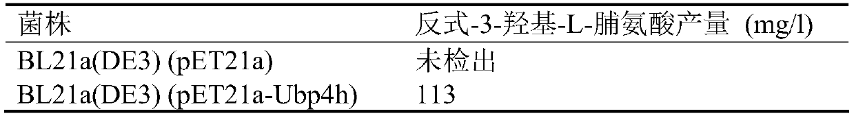 Novel proline 3-hydroxylase and application thereof