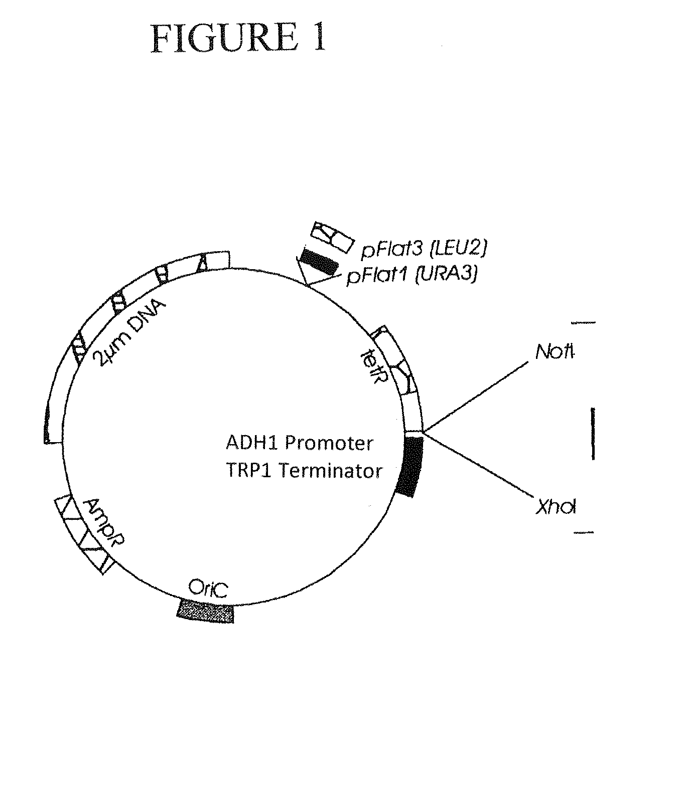 Microorganism for expressing a human membrane protein