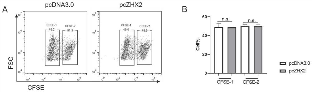 Application of transcription factor ZHX2 in the regulation of NK cells