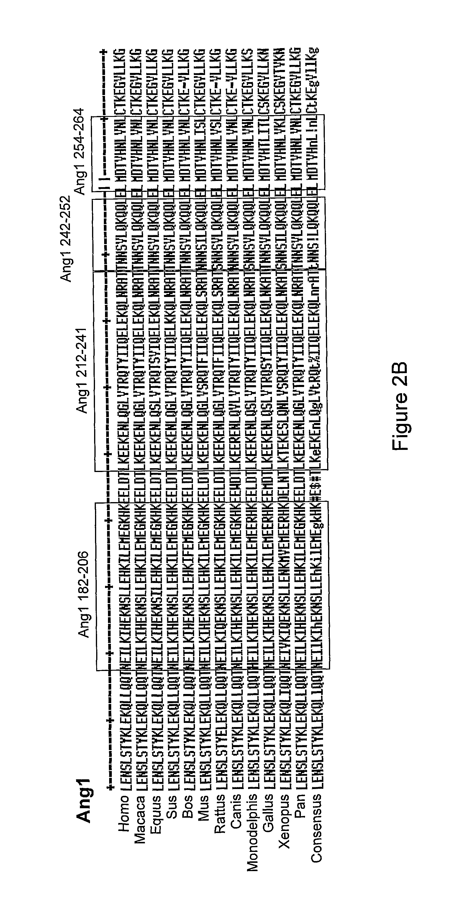 Angiopoietin derived peptides