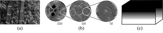 Heterogeneous bionic structure design and directional energy deposition additive manufacturing method thereof