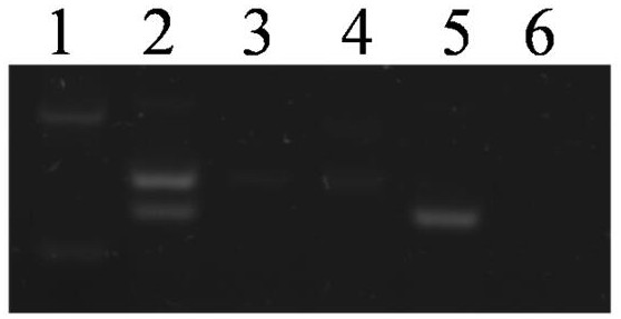 A kind of rice blast resistance locus pi2/9 functional gene molecular marker and its application