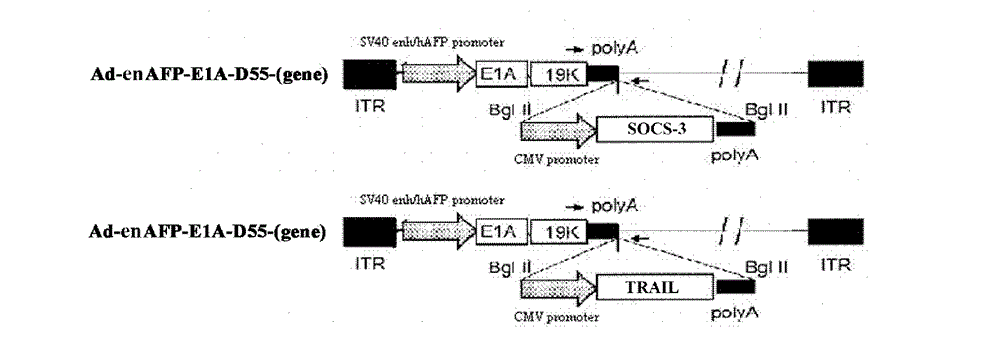 Liver cancer-specific gene-virus and application thereof