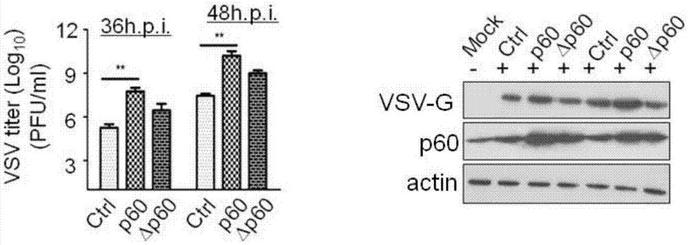 Fusion protein 210 and applications thereof in virus replication optimization