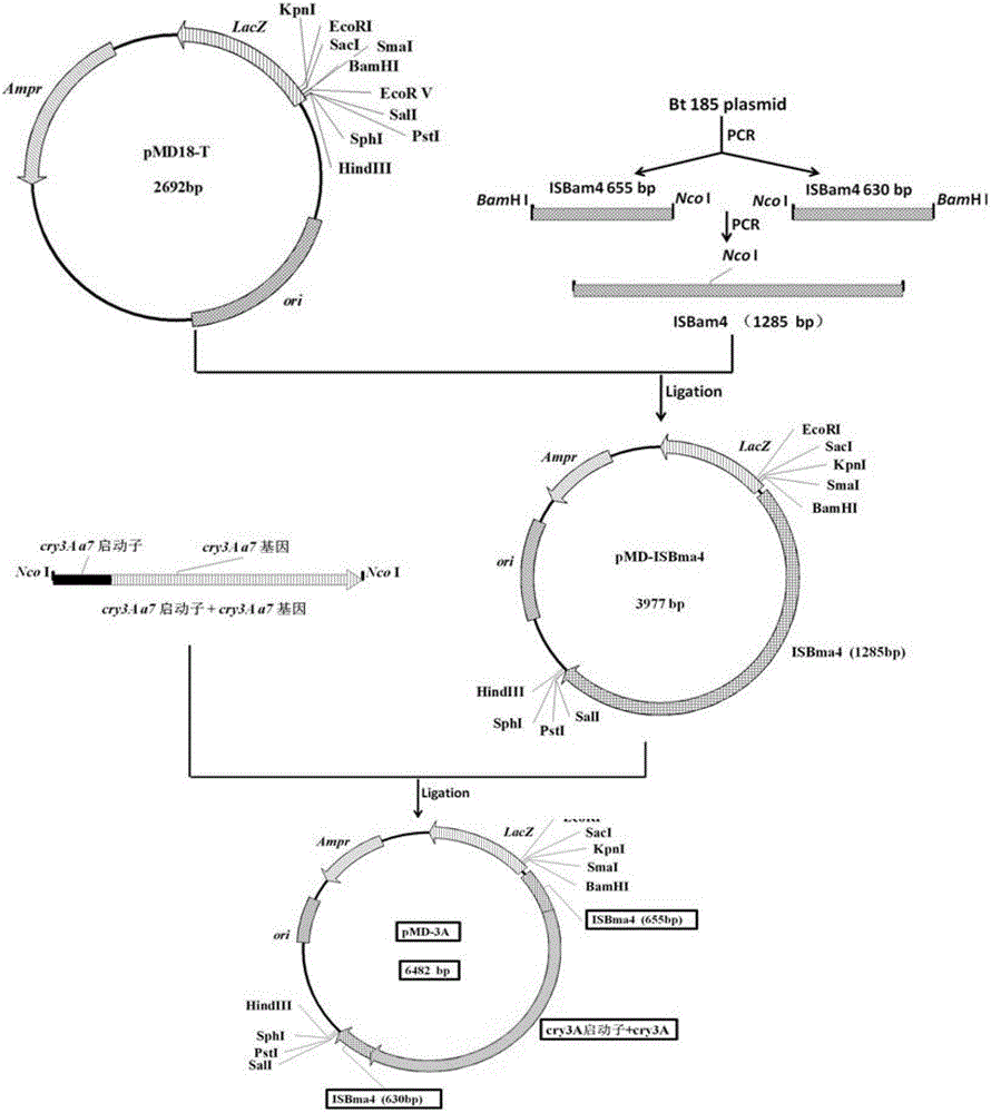 Bacillus thuringiensis gene combination and engineering bacteria and preparation method thereof