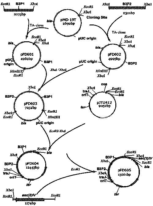 Gentamycin JI-20B gene engineering bacterium, and construction and application thereof