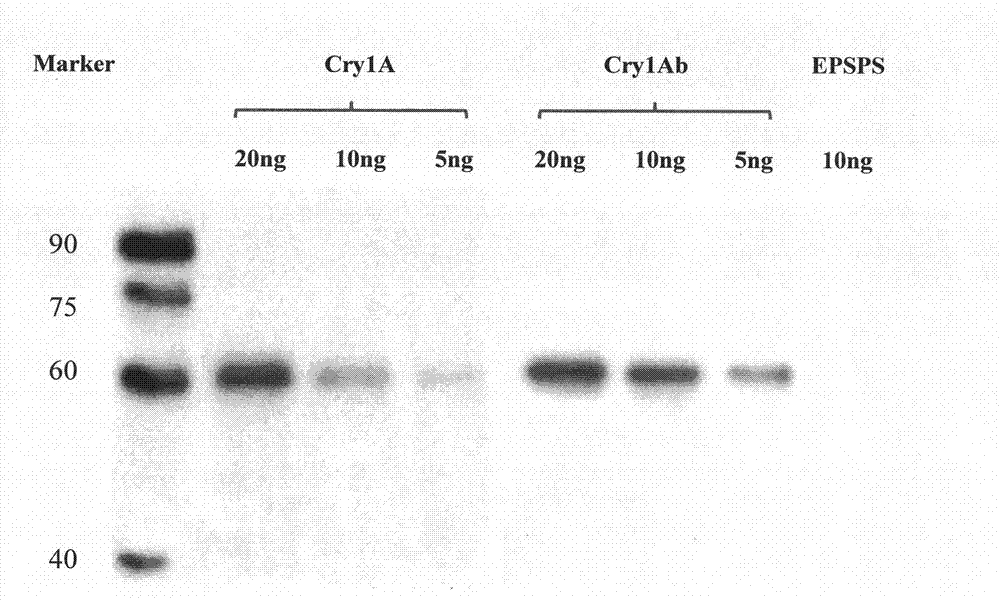 Preparation method of hybrid tumor of monoclonal antibody inhibiting common bacillus thuringiensis CryI, and application of monoclonal antibody thereof