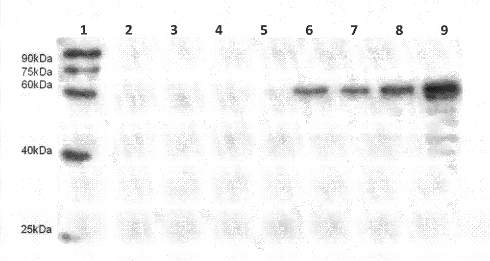 Preparation method of hybrid tumor of monoclonal antibody inhibiting common bacillus thuringiensis CryI, and application of monoclonal antibody thereof