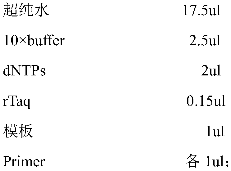 Molecular marker for identifying sphyraena pinguis gunther from sphyraena putnamae and application of molecular marker